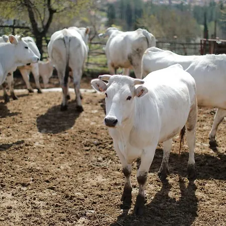 Oda ve Kahvaltı L'ospitale Dei Brilli *